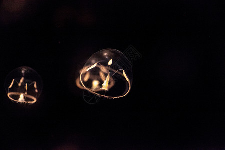 小型雨伞水母 叫做水族馆海蜇海洋盐水触手芡实背景图片