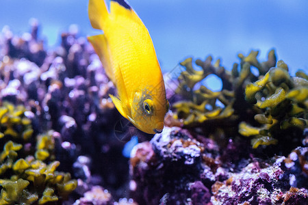 黄色三点天使鱼三角体神仙鱼游泳热带鱼黄鱼旗鳍嘴唇珊瑚礁紫色海鱼背景图片