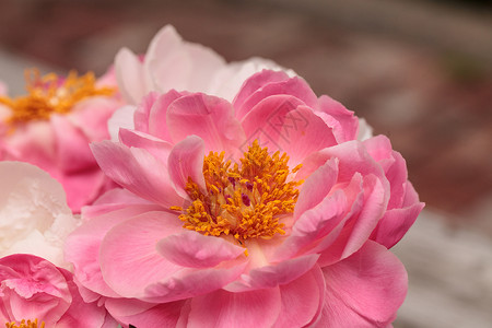 白花和粉红小马花牡丹浪漫白牡丹粉红色花束粉色花园牡丹花背景图片