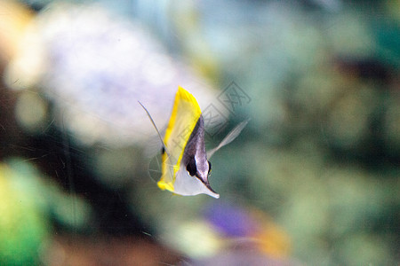黄长鼻蝴蝶鱼海洋珊瑚礁黄鱼海鱼热带鱼游泳高清图片