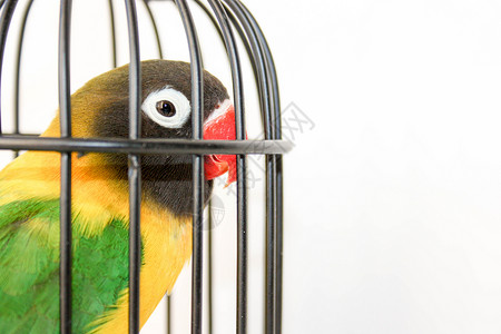 一只小笼子里的鹦鹉 照片背景图片
