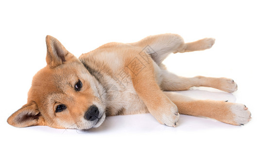 年青的伊努柴犬睡眠棕色工作室宠物动物高清图片