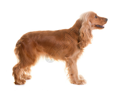 演播室里工作室英语宠物棕色动物女性小狗猎狗背景图片