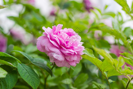 玫瑰树背景的粉红玫瑰花朵园艺衬套木本观赏花瓣植物学树叶灌木植物植物群背景图片