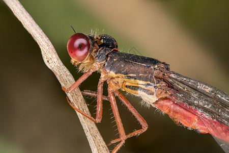 自 己显微镜昆虫学细节脆弱性动物野生动物科学宏观昆虫背景图片