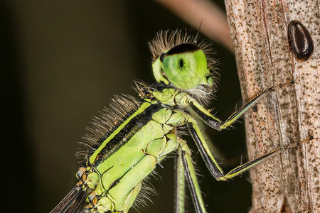 丹利细节野生动物宏观昆虫学显微镜脆弱性昆虫动物科学背景图片