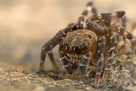 跳蜘蛛食盐科学细节显微镜脆弱性动物昆虫学背景图片