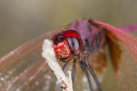 龙宏观细节显微镜科学蜻蜓野生动物三叶草脆弱性昆虫学昆虫背景图片