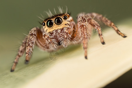 跳蜘蛛细节科学动物昆虫学宏观显微镜脆弱性背景图片