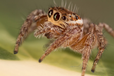 跳蜘蛛科学脆弱性细节显微镜动物宏观昆虫学背景图片