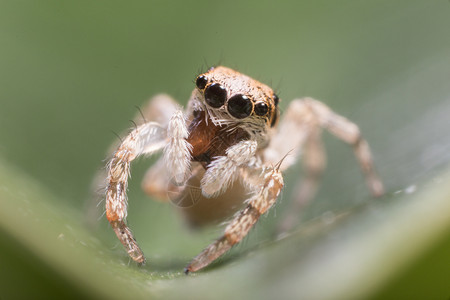 跳蜘蛛显微镜动物宏观昆虫学脆弱性细节科学背景图片