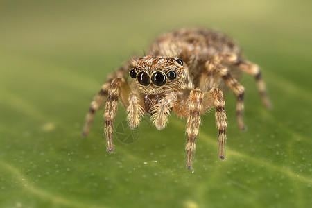 跳蜘蛛动物脆弱性显微镜科学昆虫学细节宏观背景图片