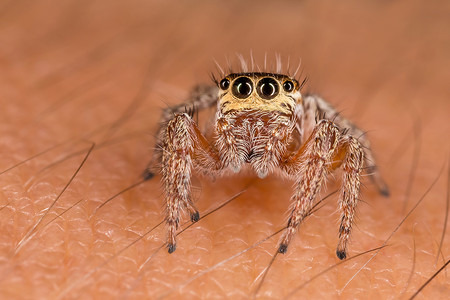 跳蜘蛛脆弱性细节动物食盐昆虫学显微镜科学背景图片