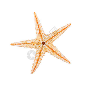 白背景的海星鱼贝壳星星红色海洋海滩甲壳动物水族馆珊瑚热带背景图片