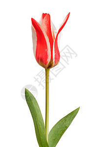 在白色背景上的红色白色郁金香 在白色背景隔绝的红色白色郁金香背景图片