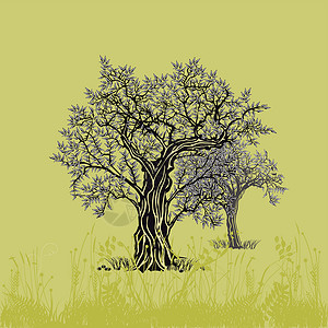 橄榄树上的橄榄树插图背景图片