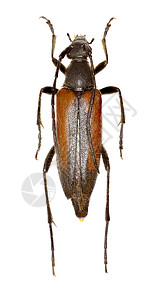 白色背景上的黑色条纹花长角牛甲虫(Linnaeus 1758)背景图片