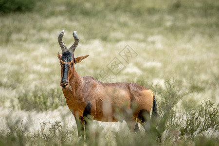 在高草地上站着最红的哈里特人马赛喇叭狍子羚羊环境国家动物群哺乳动物植物群平原背景图片