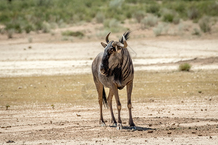短尾牛羚荒野游客高清图片