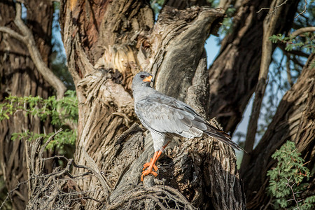 在树枝上撒尿的老鹰猎人猎鹰鸟类季节食肉大草原野生动物跨境眼睛天线背景