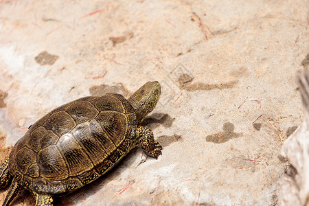 欧洲池塘乌龟Emys疱疹野生动物游泳爬虫泥龟高清图片