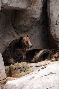北美灰熊荒野哺乳动物野生动物大熊银尖动物背景图片