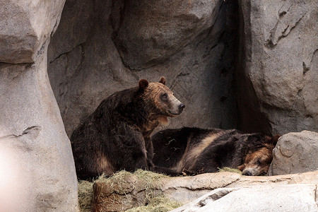银尖熊北美灰熊银尖荒野野生动物大熊哺乳动物动物背景