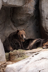 银尖熊北美灰熊哺乳动物荒野大熊动物银尖野生动物背景