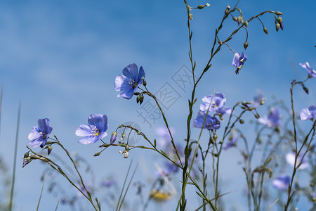蓝色的花朵紧贴在蓝天上高清图片