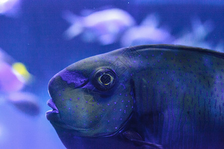 大鼻子独角鱼 被称为纳索Vlamingii鼻涕虫珊瑚礁海洋热带鱼海鱼背景图片