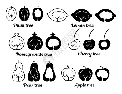 李子树果树概念图标插画