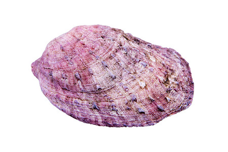 紫色贝壳白色背景的紫色海壳背景