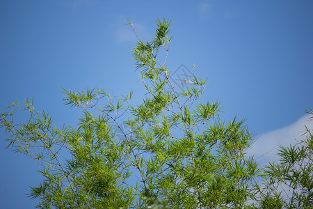 蓝天背景下的绿叶竹树竹子植物热带绿色叶子环境花园木头树木森林背景图片