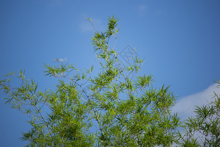 蓝天背景下的绿叶竹树森林树木热带植物花园竹子木头环境叶子绿色背景图片