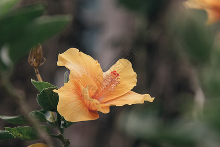 斯派克花 鲁比亚塞花 伊索拉科西娜花绘画花朵玫瑰生长草本植物蔷薇花瓣衬套插图异国背景