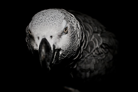 非洲灰鹦鹉动物灰色宠物眼睛野生动物鹦鹉黑与白背景图片