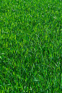 绿草的质地刀刃公园草原花园绿色植物院子草皮足球娱乐土地背景图片