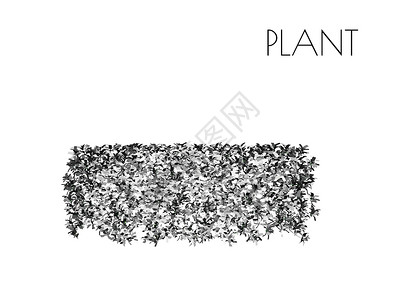 树木剪影的插图植物木本木质姿势冒充裸子阴影植物群木头分支机构背景图片