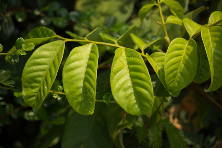 拉布丁果绿叶花园叶子植物绿色热带背景图片