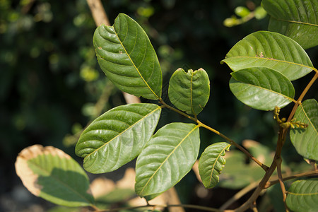 拉布丁果绿叶植物花园叶子热带绿色背景图片