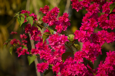绿色背景的粉红色布干维尔花朵花园植物叶子植物群粉色植物学紫色热带背景图片