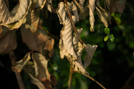 白干枯的死叶水果植物叶子绿色花园热带背景图片