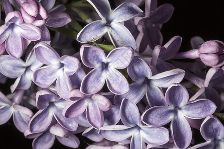 紫色普通花粉背景图片
