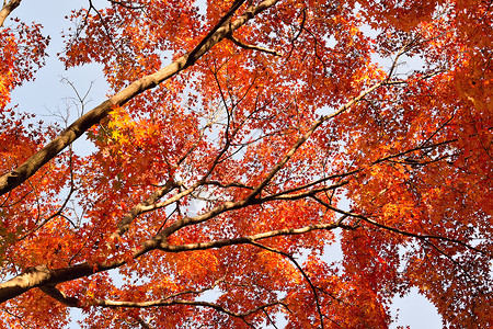 充满活力的日本秋月金树叶背景模糊的风景森林花园天空公园枫叶树叶色彩橙子植物环境背景图片