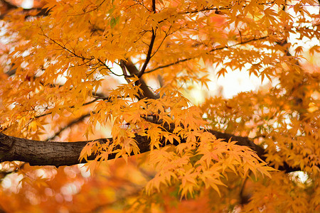 充满活力的日本秋月金树叶背景模糊的风景植物森林枫叶色彩季节公园阳光园林橙子花园背景图片