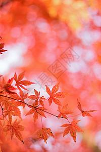 日日顺振奋日日日月叶的宏细节枫叶森林天空旅行公园阳光季节园林橙子枫树背景