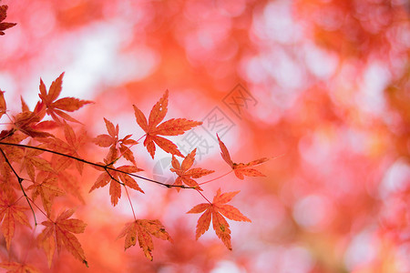 充满活力的日本秋月金树叶背景模糊的风景天空环境旅行花园森林阳光园林色彩植物落叶背景图片