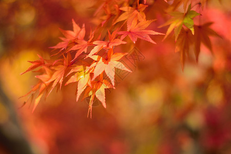 充满活力的日本秋月金树叶背景模糊的风景橙子季节植物天空公园枫叶阳光园林森林落叶背景图片