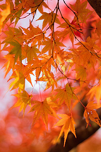 充满活力的日本秋月金树叶背景模糊的风景树叶园林植物季节森林阳光旅行花园公园环境背景图片