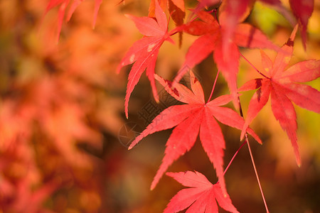充满活力的日本秋月金树叶背景模糊的风景环境宏观枫树植物橙子落叶花园森林阳光旅行背景图片